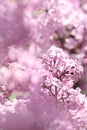 Lavender lilac flowers in glorious blooming