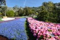 Lavender, lithodora and petunias. Euroflora 2018 exhibition. Parchi di Nervi. Genoa. Italy