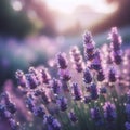 Lavender macro photo flowers lilac