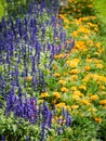 Lavender and marigold flowers blooming in the garden Royalty Free Stock Photo