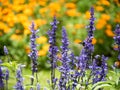 Lavender and marigold flowers blooming in the gardenin the garden Royalty Free Stock Photo