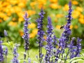 Lavender and marigold flowers blooming in the gardenin the garden Royalty Free Stock Photo