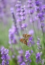 Lavender and and mating butterflies Royalty Free Stock Photo