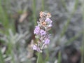 Lavender Royalty Free Stock Photo