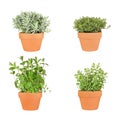 Lavender, Mint, Oregano and Thyme Herbs Royalty Free Stock Photo