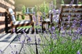 Lavender in the modern backyard garden terrace. Provence style t