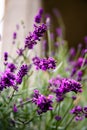 Lavender in my garden Royalty Free Stock Photo