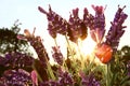 LAVENDER IN NATUR. MACRO PHOTO. FLOWER IN BACK LIGHT