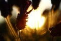 LAVENDER IN NATUR. MACRO PHOTO. FLOWER IN BACK LIGHT