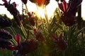 LAVENDER IN NATUR. MACRO PHOTO. FLOWER IN BACK LIGHT