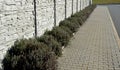 Lavender near a concrete panel wall, a fence made of cement boards. lavender cut into a sphere. mulch made of white limestone marb Royalty Free Stock Photo