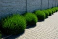 Lavender near a concrete panel wall, a fence made of cement boards. lavender cut into a sphere. mulch made of white limestone marb Royalty Free Stock Photo