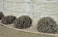 Lavender near a concrete panel wall, a fence made of cement boards. lavender cut into a sphere. mulch made of white limestone marb Royalty Free Stock Photo