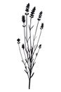 Bunch, sprig of lavender flower - black silhouette