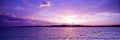 Lavender Ocean Sunset with Seagull Royalty Free Stock Photo