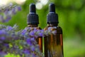 Lavender oil and lavender sprigs on green background.Base cosmetic oil for massage and care for face and body. Lavender