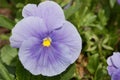 Lavender pansy