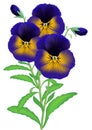 Lavender Pansy and Bud isolated on a white background. Royalty Free Stock Photo