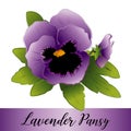 Pansy Flowers, Lavender Royalty Free Stock Photo