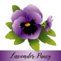 Pansy Flowers, Lavender