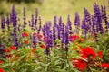 Lavender and papaver