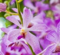 Lavender Paphiopedilum orchid. Royalty Free Stock Photo