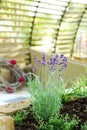 Lavender in patio Royalty Free Stock Photo