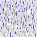 Lavender field seamless pattern. Royalty Free Stock Photo