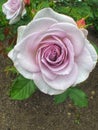 Lavender Petal Details at the Rose Garden