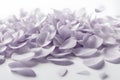 Lavender petals in soft hues delicately scattered on a solid white background, producing a gentle and refined visual effect Royalty Free Stock Photo