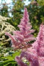 Lavender-pink astilbe flowers of the `Hyacinth` variety (Astilbe arendsii) in the garden