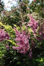 Lavender-pink astilbe flowers of the `Hyacinth` variety (Astilbe arendsii)