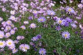 Lavender and pink flowers of Michaelmas daisies
