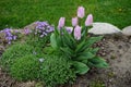 Lavender pink tulips \'Candy Prince\' and blue flowers Aubrieta x cultorum bloom in April in the garden. Berlin, Germany