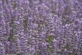 Lavender plant with bees on flowers, field lilac Royalty Free Stock Photo
