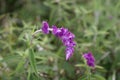 Lavender plant in bloom Royalty Free Stock Photo