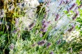 Lavender plant blooming. Purple flower heads of lavandula in the garden, close up. Lavandula angustifolia growing in the field in Royalty Free Stock Photo