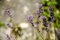 Lavender plant blooming. Purple flower heads of lavandula in the garden, close up. Lavandula angustifolia growing in the field in Royalty Free Stock Photo