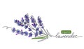 Lavender plant bunch, branch vector illustration. One continuous line drawing illustration with lettering organic