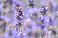 Lavender Plant close-up, blurred background