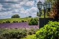 Lavender plant farm field with a stylush street light Royalty Free Stock Photo