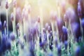 Lavender plant field. Lavandula angustifolia flower. Blooming violet wild flowers background with copy space. Selective Royalty Free Stock Photo