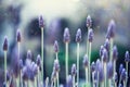 Lavender plant field. Lavandula angustifolia flower. Blooming violet wild flowers background with copy space. Selective Royalty Free Stock Photo