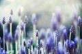 Lavender plant field. Lavandula angustifolia flower. Blooming violet wild flowers background with copy space. Selective Royalty Free Stock Photo