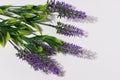 Lavender artificial flowers on white