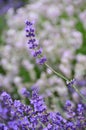 Lavender plant focus on single purple flower stem Royalty Free Stock Photo