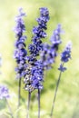 Lavender plant in full bloom Royalty Free Stock Photo