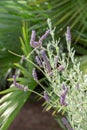 Lavender plant in the garden of the Genoves park in Cadiz, Andalusia. Spain. Royalty Free Stock Photo