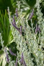 Lavender plant in the garden of the Genoves park in Cadiz, Andalusia. Spain. Royalty Free Stock Photo