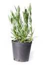 lavender plant isolated on white background Royalty Free Stock Photo